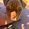 puppy, dog, close_up, outdoor, sunlight, nose, eyes, ears, brown_fur, wrinkles, cute, pet, animal, small, young, face, curious, nature, ground, hand