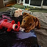 puppy, dog, toy, plush_toy, brown_dog, wrinkles, living_room, blanket, rug, floor, furniture, cozy, cute, animal, pet, indoor, resting, colorful, soft, playful