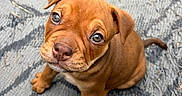 Doobie is registered to the contest to win money with this photo: puppy, dog, brown, cute, outdoor, pet, animal, young, sitting, looking_up, fur, ears, snout, paws, expression, adorable, closeup, patterned_rug, texture, curious