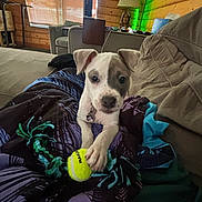 Piper joined the competition — help win amazing prizes! blanket, collar, couch, cozy, cushion, dog, fur, home, indoor, lamp, living_room, paw, pet, playful, puppy, relaxing, tennis_ball, toy, window, wooden_wall