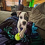 blanket, collar, couch, cozy, cushion, dog, fur, home, indoor, lamp, living_room, paw, pet, playful, puppy, relaxing, tennis_ball, toy, window, wooden_wall