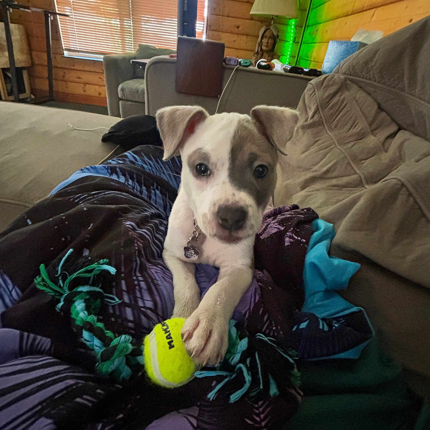 Piper