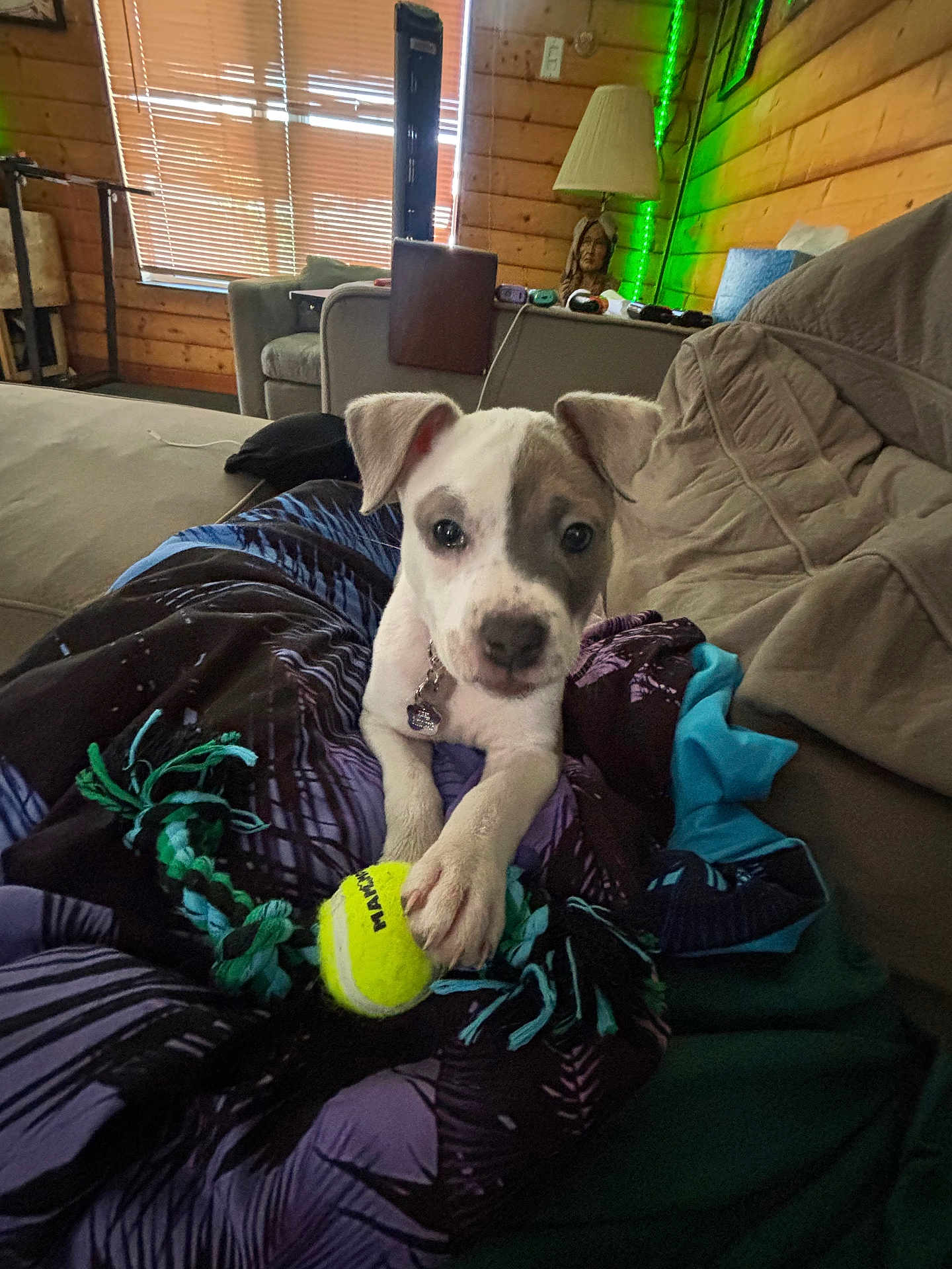 Piper