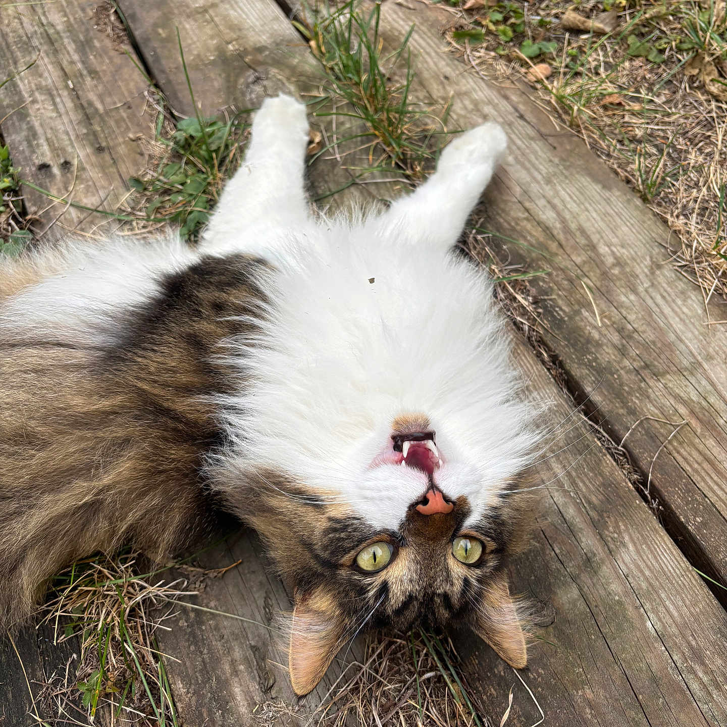 Cayde is registered to the contest to win money with this photo: animal, cat, closeup, daylight, dry_leaves, feline, fluffy, fur, grass, nature, nose, outdoor, pet, playful, relaxed, tongue, upside_down, whiskers, wooden_planks, yellow_eyes