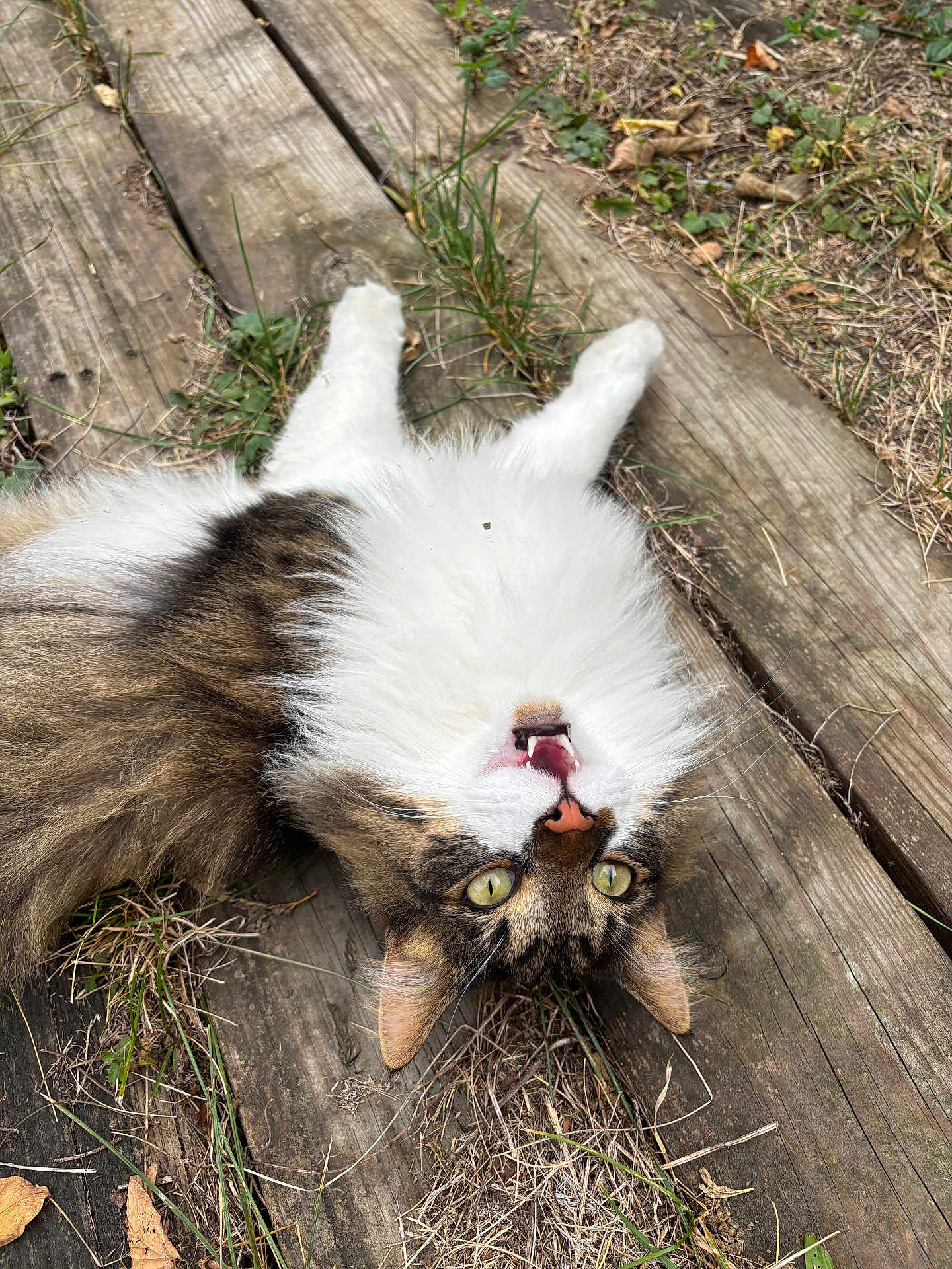 Cayde is registered to the contest to win money with this photo: cat, fluffy, wooden_planks, grass, dry_leaves, outdoor, animal, pet, playful, upside_down, feline, nature, fur, whiskers, closeup, yellow_eyes, nose, relaxed, daylight, tongue