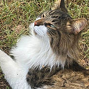 Cayde joined the competition — help win amazing prizes! cat, fluffy, grass, outdoor, animal, pet, feline, nature, fur, whiskers, ears, nose, relaxed, lying_down, close_up, mammal, wildlife, daylight, cute, portrait