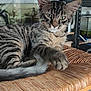 cat, kitten, tabby, indoor, furniture, chair, woven_chair, pet, animal, resting, looking, whiskers, ears, paw, tail, closeup, domestic_animal, striped, cute, young
