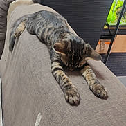Parpaing a rejoint le concours — aidez-le/la à gagner de superbes lots ! kitten, cat, indoor, couch, stretching, sleeping, tabby, pet, animal, feline, plant, aquarium, home, furniture, relaxation, paw, fur, cozy, resting, closeup