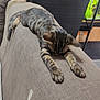 kitten, cat, indoor, couch, stretching, sleeping, tabby, pet, animal, feline, plant, aquarium, home, furniture, relaxation, paw, fur, cozy, resting, closeup