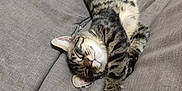 Parpaing a rejoint le concours — aidez-le/la à gagner de superbes lots ! animal, cat, comfort, couch, cozy, cute, domestic, fur, furniture, indoor, nap, paw, pet, relaxed, resting, sleeping, soft, striped, tabby, whiskers