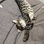 animal, cat, comfort, couch, cozy, cute, domestic, fur, furniture, indoor, nap, paw, pet, relaxed, resting, sleeping, soft, striped, tabby, whiskers