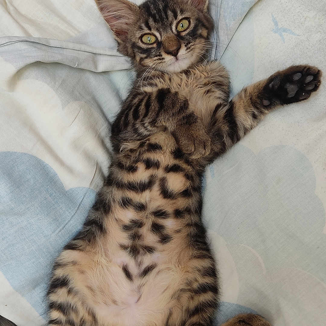 Parpaing participe au concours pour gagner de l'argent avec cette photo : animal, bed, blanket, cat, cozy, cute, feline, fur, indoor, kitten, lying_down, paws, pet, playful, relaxed, sleeping, striped, tabby, whiskers, young