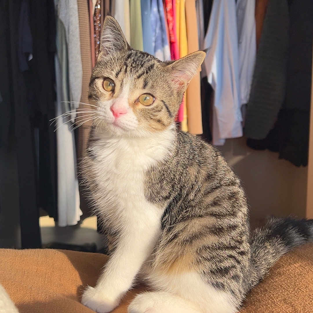 Oliver joined the competition — help win amazing prizes! animal, blanket, brown, cat, closet, clothes, colorful, cozy, curious, feline, hangers, indoor, pet, sitting, striped_fur, sunlight, tabby_cat, warm_light, white_chest, white_paws