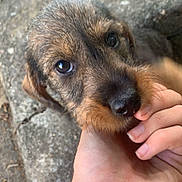 Tessy a rejoint le concours — aidez-le/la à gagner de superbes lots ! puppy, dog, hand, fingers, close_up, outdoor, stone, curious, fur, pet, animal, young, cute, nature, snout, nibble, person, playful, touch, companion