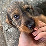 puppy, dog, hand, fingers, close_up, outdoor, stone, curious, fur, pet, animal, young, cute, nature, snout, nibble, person, playful, touch, companion