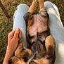Tessy participe au concours pour gagner de l'argent avec cette photo : puppy, dog, sleeping, lap, person, hand, outdoor, grass, jeans, fur, cute, pet, animal, relaxing, resting, young, nature, sunlight, peaceful, companion