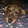 dog, sleepy, bed, blanket, resting, fur, cute, indoors, pet, animal, closeup, face, snout, ears, lying_down, cozy, relaxed, pattern, brown, black