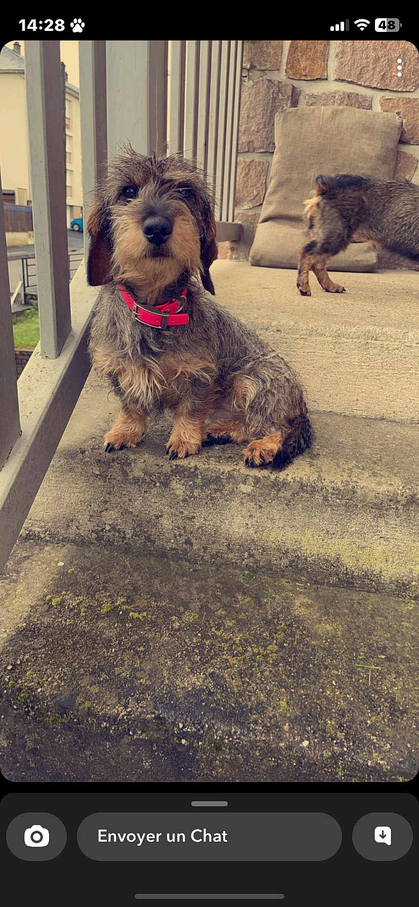 Tessy a rejoint le concours — aidez-le/la à gagner de superbes lots ! dog, dachshund, wire_haired, pet, outdoor, concrete, steps, collar, animal, canine, furry, cute, sitting, sniffing, stone_wall, cushion, porch, sidewalk, ears, tail