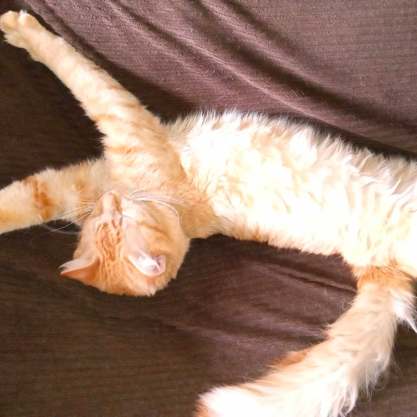 Phoenix is registered to the contest to win money with this photo: abyssinian, angora, animal, armchair, cat, chair, couch, cushion, furniture, homedecor, kitten, manx, person, pet, siamese, sleeping