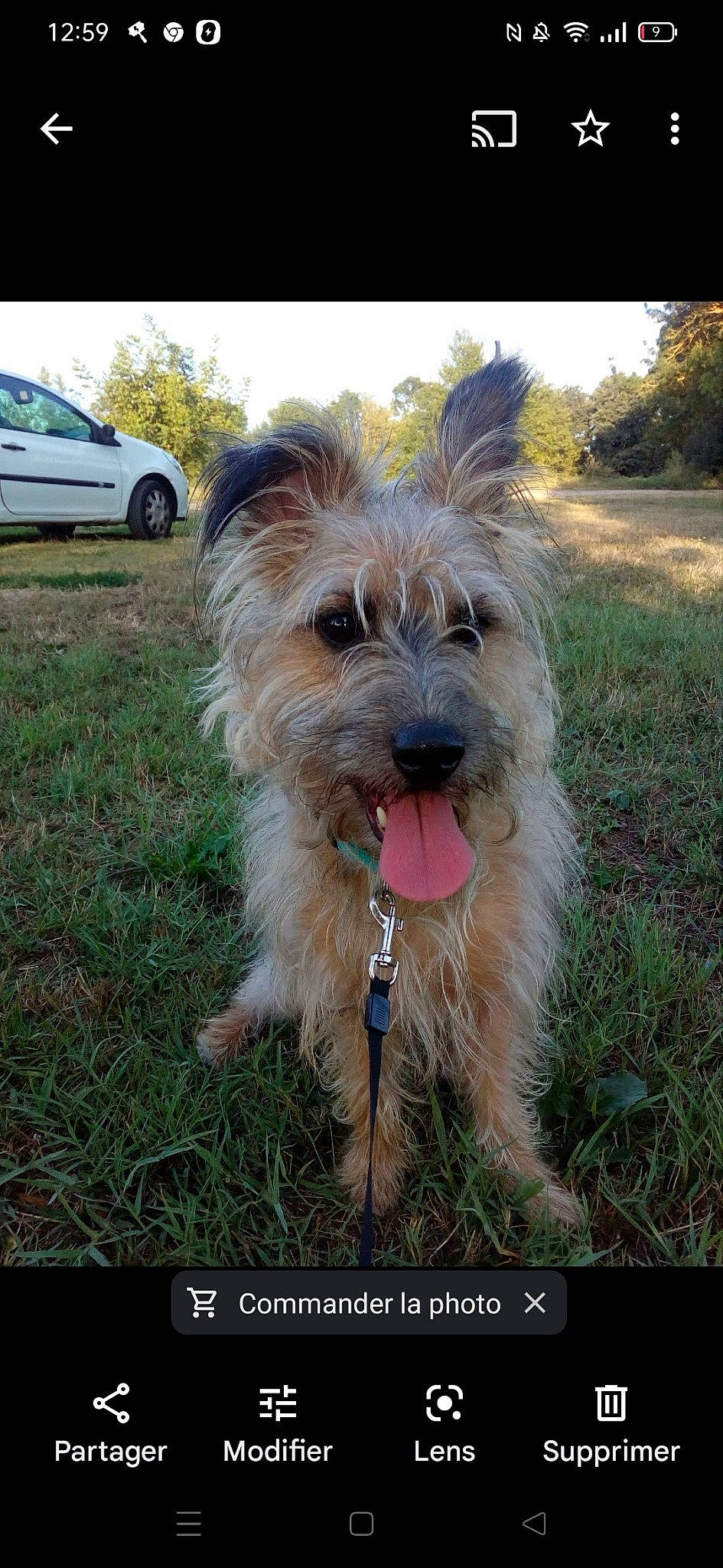 Mao a rejoint le concours — aidez-le/la à gagner de superbes lots ! car, carnivore, collar, companion_dog, dog, dog_breed, dog_collar, dog_supply, grass, liver, plant, sky, small_terrier, terrier, tire, tree, vehicle, water_dog, wheel, working_animal