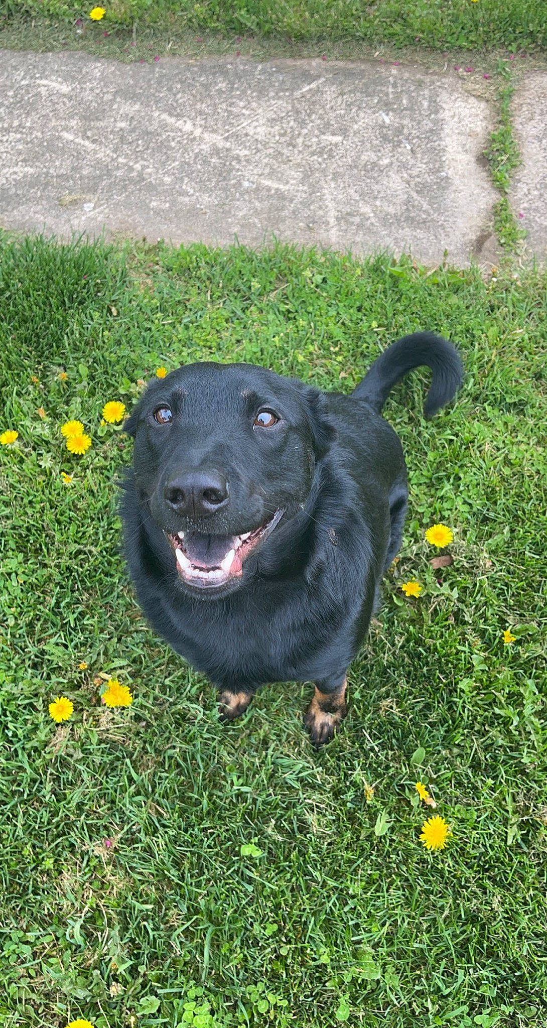 Nigel is registered to the contest to win money with this photo: borador, canidae, carnivore, collar, companion_dog, dog, dog_breed, dog_collar, grass, groundcover, labrador_retriever, plant, retriever, snout, sporting_group, sports_toy, tail, whiskers, working_animal, working_dog