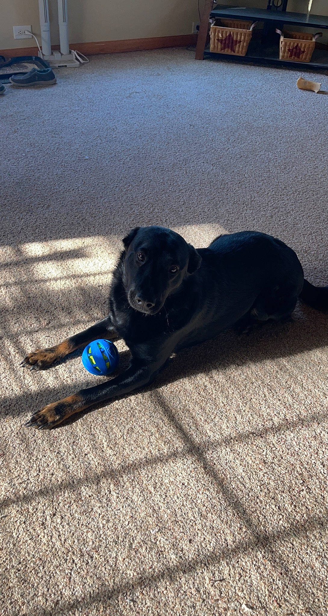 Nigel joined the competition — help win amazing prizes! asphalt, automotive_tire, carnivore, companion_dog, dog, dog_breed, electric_blue, floor, flooring, foot, grass, human_leg, leash, mammal, road_surface, sidewalk, snout, tail, tar, tints_and_shades