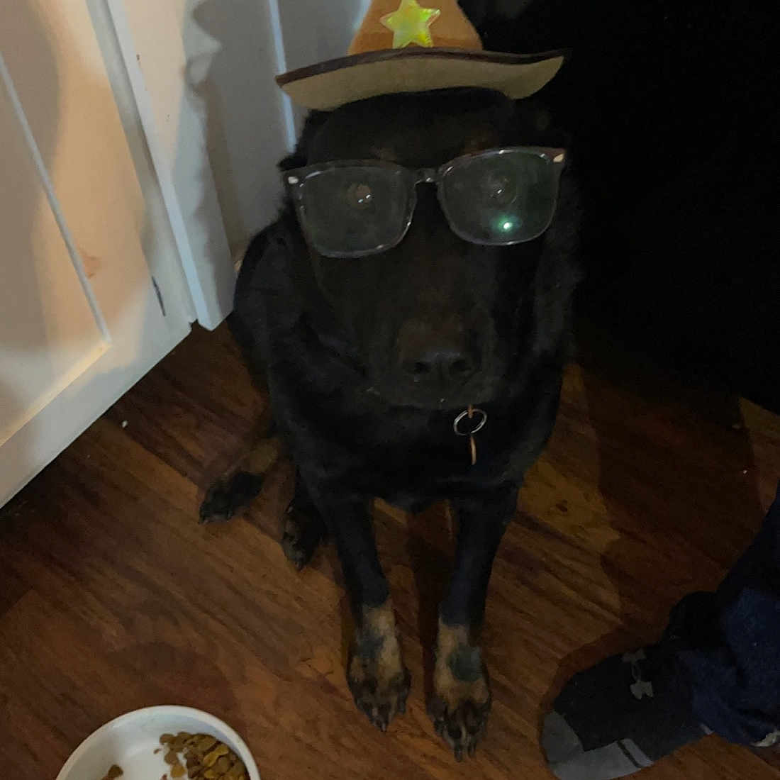 Nigel is registered to the contest to win money with this photo: carnivore, coffee_cup, cup, dishware, dog, eyewear, fawn, floor, flooring, glasses, goggles, hat, ingredient, serveware, sun_hat, sunglasses, tableware, vision_care, wood, working_animal