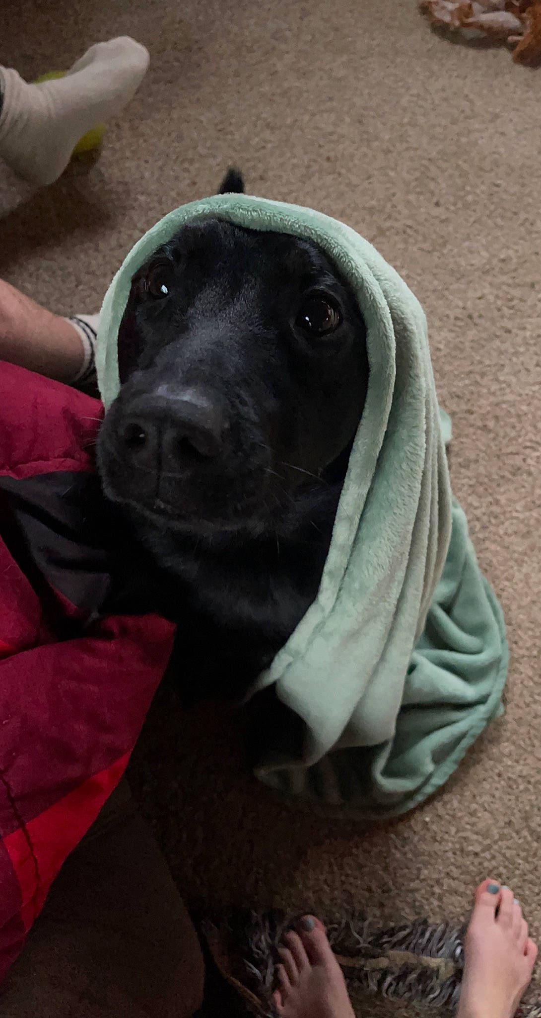 Nigel joined the competition — help win amazing prizes! borador, canidae, carnivore, collar, comfort, companion_dog, dog, dog_breed, dog_collar, dog_supply, fashion_accessory, fawn, grey, hunting_dog, non_sporting_group, personal_protective_equipment, pet_supply, sporting_group, terrestrial_animal, working_animal