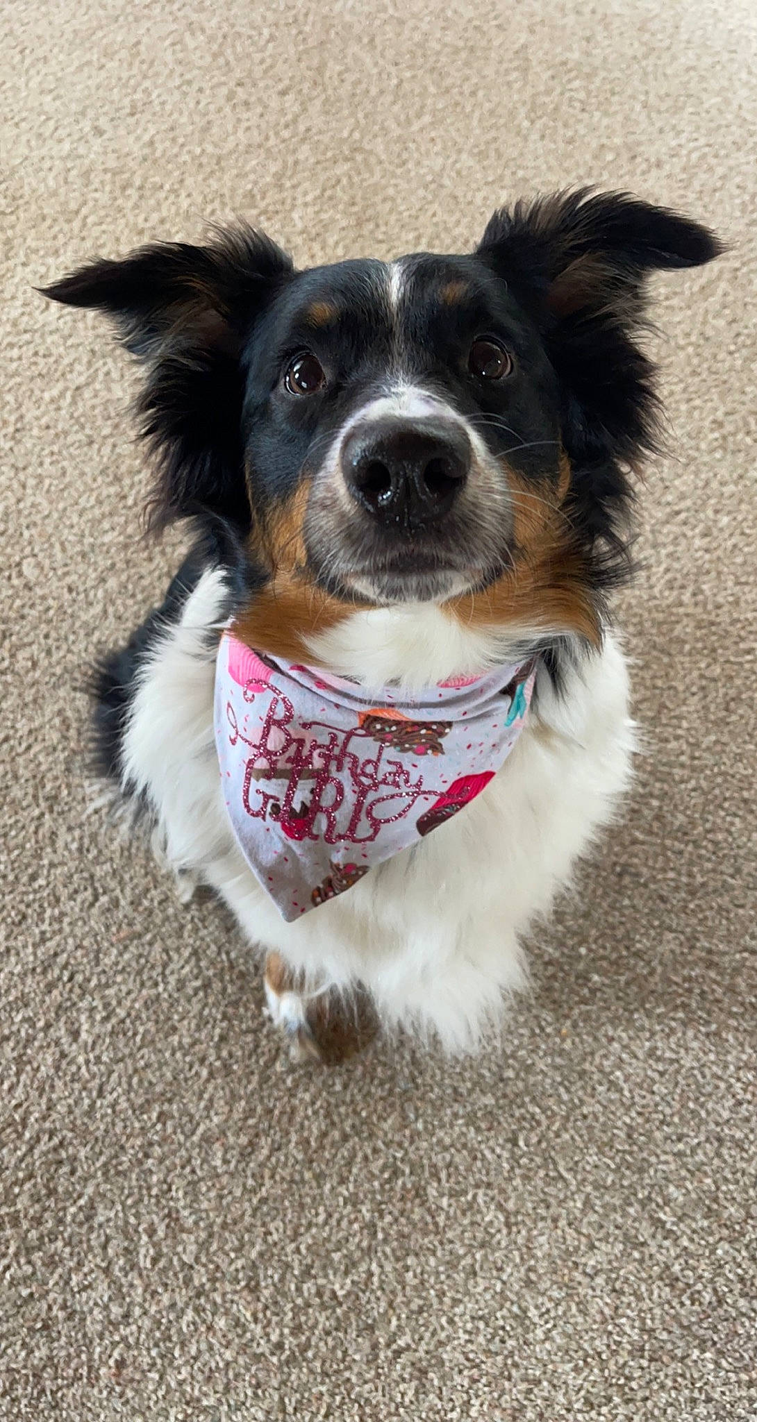 Harper joined the competition — help win amazing prizes! canidae, carnivore, collar, companion_dog, dog, dog_breed, dog_collar, dog_supply, fashion_accessory, fur, hair, paw, plant, puppy, snout, sporting_group, toy_dog, whiskers, working_animal, working_dog