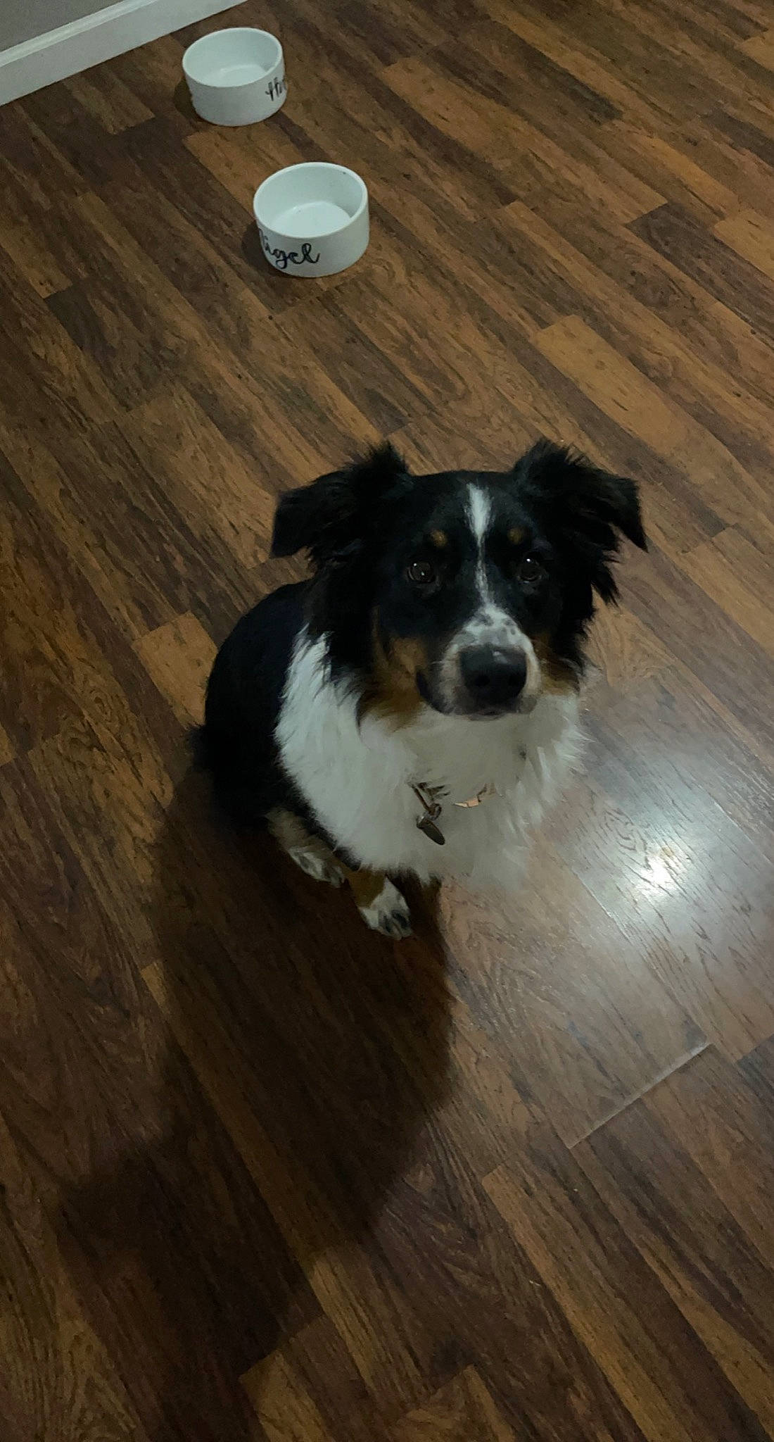 Harper is registered to the contest to win money with this photo: carnivore, companion_dog, dog, dog_breed, floor, flooring, hardwood, herding_dog, laminate_flooring, plank, plywood, sporting_group, toy_dog, varnish, wood, wood_flooring, wood_stain, working_dog