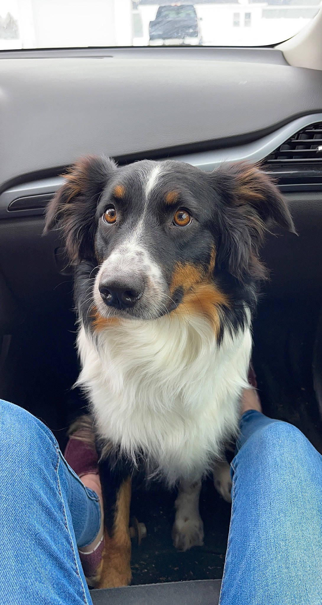 Harper joined the competition — help win amazing prizes! carnivore, companion_dog, denim, dog, dog_breed, fur, herding_dog, snout, sporting_group, tree, vehicle, whiskers, working_animal, working_dog