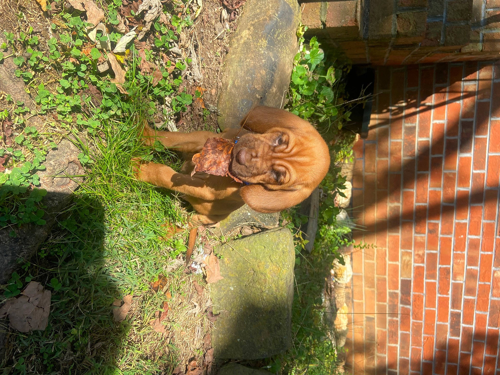 Cooper is registered to the contest to win money with this photo: art, brick, brickwork, carving, fawn, garden, grass, groundcover, hat, landscape, landscaping, lawn_ornament, metal, plant, sculpture, shrub, statue, tree, trunk, wood