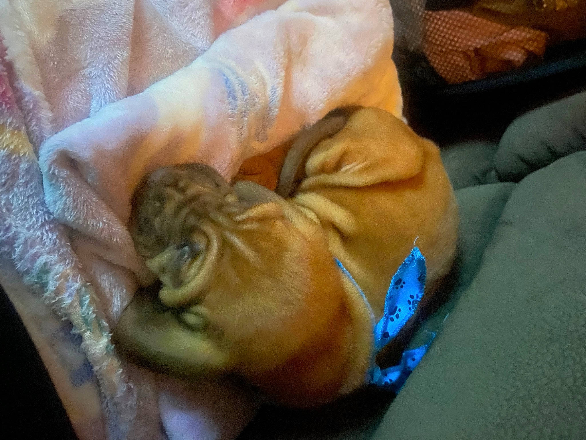 Cooper joined the competition — help win amazing prizes! art, carnivore, comfort, companion_dog, dog, dog_breed, dress, fawn, foot, gesture, human_body, human_leg, linens, nail, snout, sporting_group, thumb, wood, wrinkle, wrist