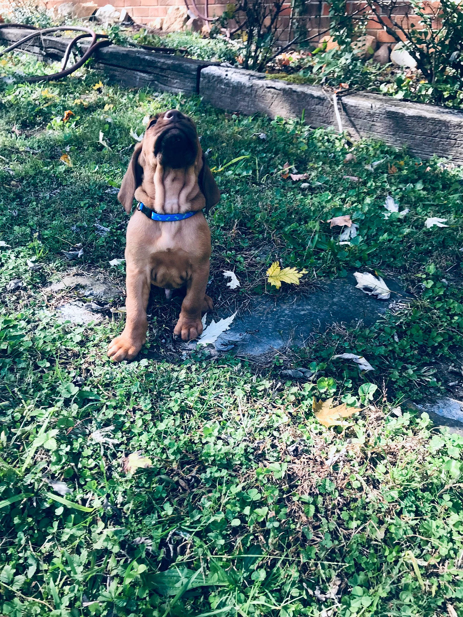 Cooper is registered to the contest to win money with this photo: carnivore, companion_dog, dog, dog_breed, electric_blue, fawn, grass, groundcover, lawn, leash, mammal, pasture, people_in_nature, plant, shrub, soil, sunglasses, tail, toy_dog, tree