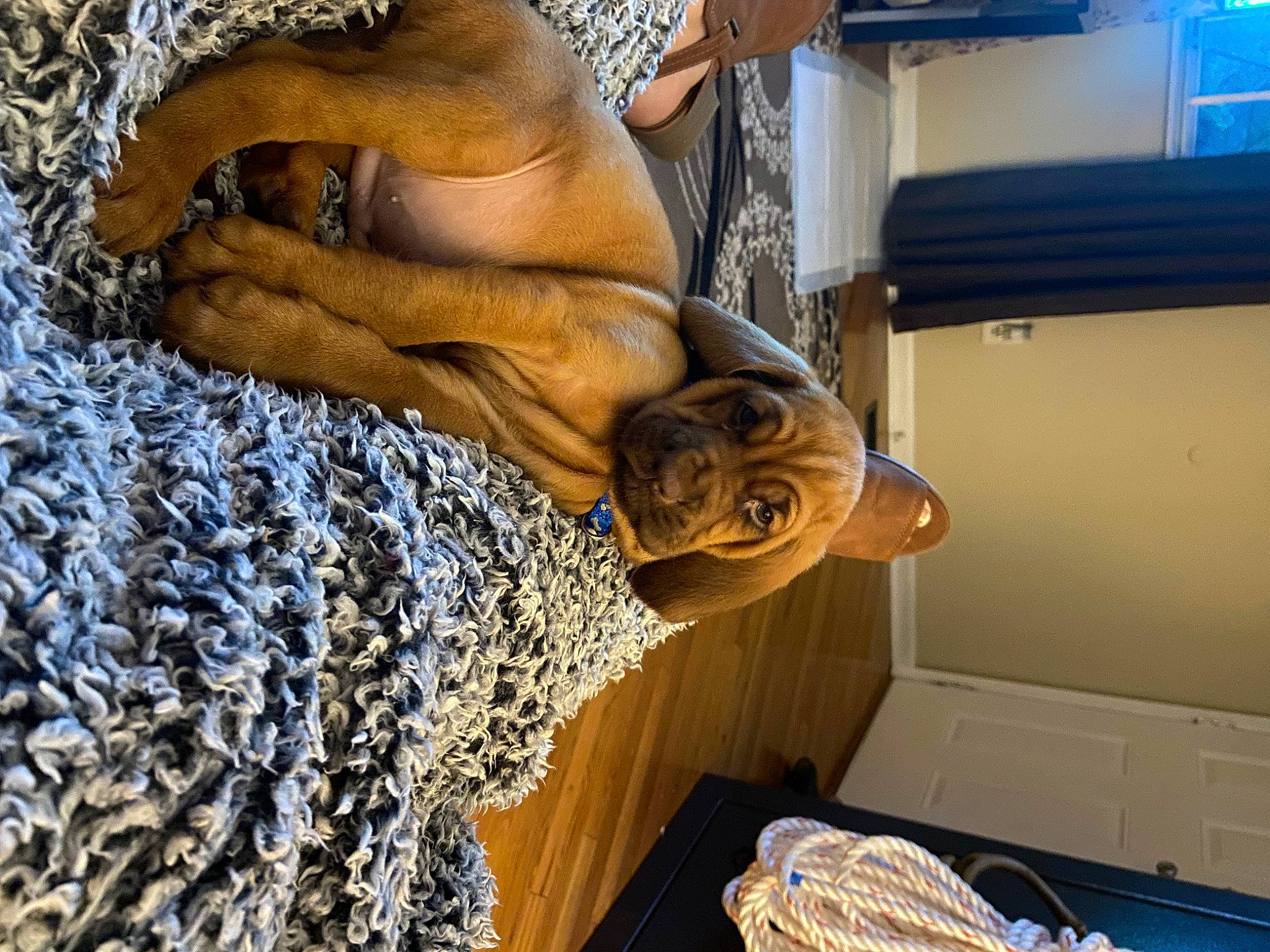 Cooper is registered to the contest to win money with this photo: art, canidae, carnivore, dog, dog_breed, fawn, felidae, fur, pattern, room, snout, sporting_group, television, water, wood