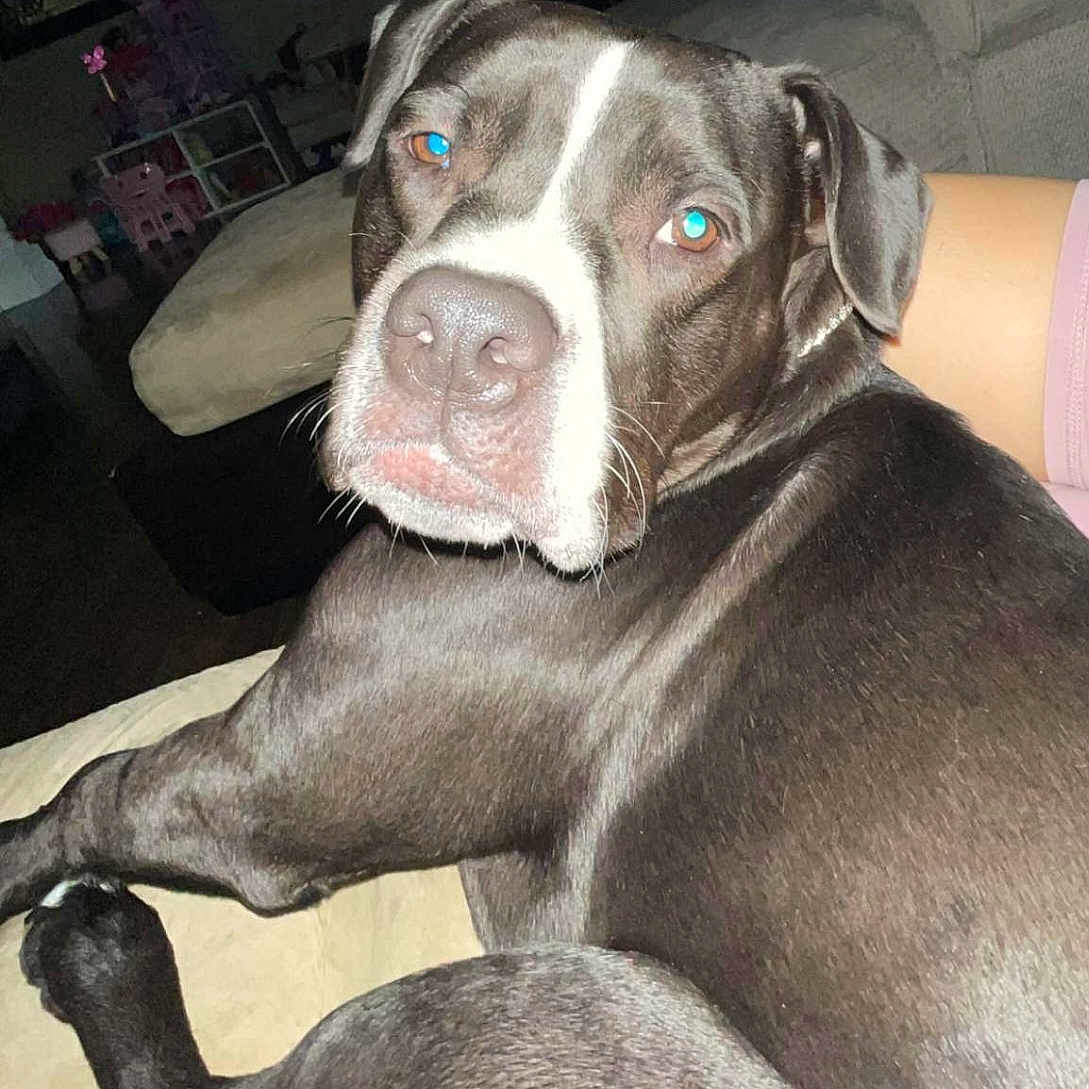 Zeus joined the competition — help win amazing prizes! animal, black_and_white, canine, close_up, companion, couch, dog, domestic_animal, flash, furniture, home, indoor, living_room, mammal, paw, pet, portrait, reflection, relaxed, resting