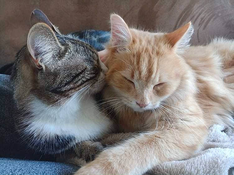 Weasley a rejoint le concours — aidez-le/la à gagner de superbes lots ! carnivore, cat, claw, comfort, domestic_short_haired_cat, eye, fawn, felidae, fur, nap, paw, sand, sitting, small_to_medium_sized_cats, snout, tail, terrestrial_animal, tree, whiskers, wildlife