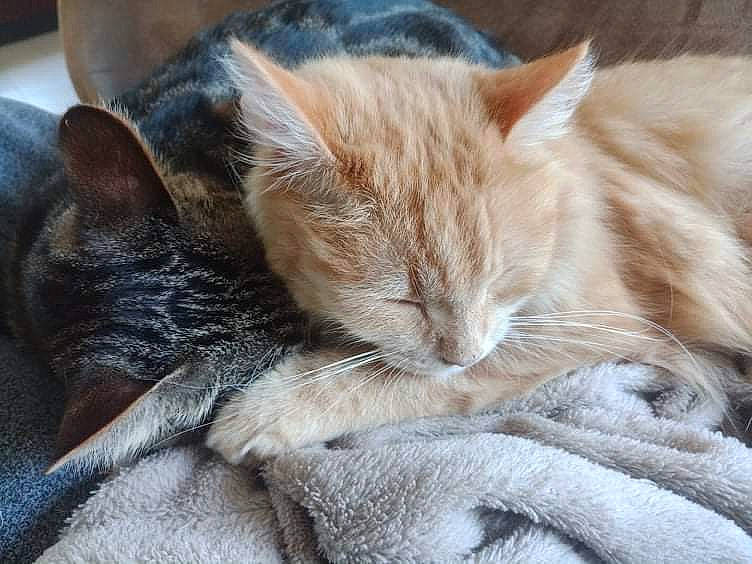 Weasley participe au concours pour gagner de l'argent avec cette photo : carnivore, cat, cat_supply, claw, comfort, domestic_short_haired_cat, ear, fawn, felidae, fur, grey, mammal, nap, paw, sitting, sleep, small_to_medium_sized_cats, snout, tail, whiskers