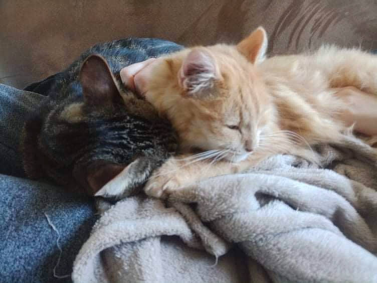 Weasley a rejoint le concours — aidez-le/la à gagner de superbes lots ! bed, carnivore, cat, claw, comfort, couch, domestic_short_haired_cat, fawn, felidae, fur, mammal, nap, paw, sleep, small_to_medium_sized_cats, snout, tail, terrestrial_animal, vertebrate, whiskers