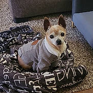 Benito joined the competition — help win amazing prizes! dog, small_dog, pet, blanket, carpet, jacket, clothing, indoor, living_room, furniture, couch, chair, floor, curious, sitting, brown, white, portrait, cozy, cute