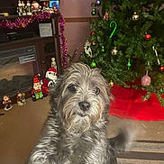 Rocky is registered to the contest to win money with this photo: animal, carpet, celebration, christmas_ornaments, christmas_tree, cute, decorative_figures, dog, festive, fireplace, fur, gray_dog, holiday_decorations, home, indoor, living_room, pet, slipper, tail, tinsel