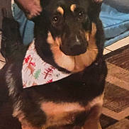 Scarlett joined the competition — help win amazing prizes! animal, bandana, black, blanket, brown, carpet, cozy, cute, decor, dog, ears, face, fur, holiday, home, indoor, looking, pet, sitting, tan