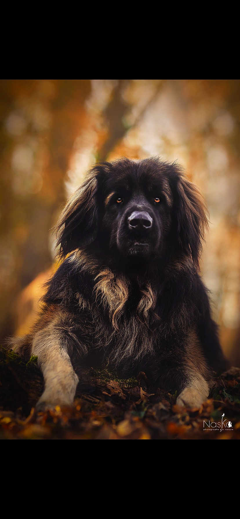 Memphys a rejoint le concours — aidez-le/la à gagner de superbes lots ! animal, autumn, black_fur, calm, canine, closeup, dog, eyes, fluffy, forest, laying_down, leaves, mammal, nature, nose, outdoor, pet, portrait, tan_fur, wild