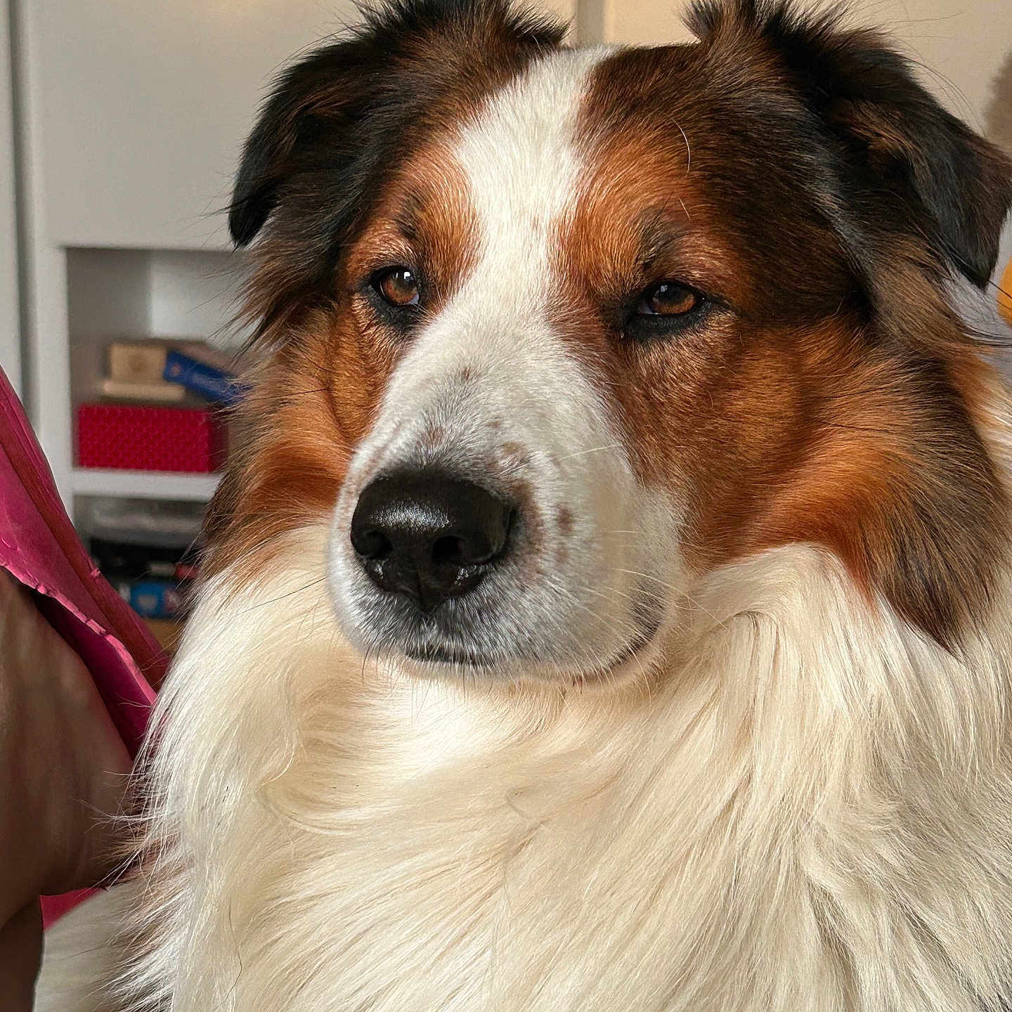 Monsieur Pickwik a rejoint le concours — aidez-le/la à gagner de superbes lots ! animal, brown, calm, canine, close_up, companion, cute, dog, domestic, ears, face, fluffy, fur, house, indoors, muzzle, pet, portrait, relaxed, white