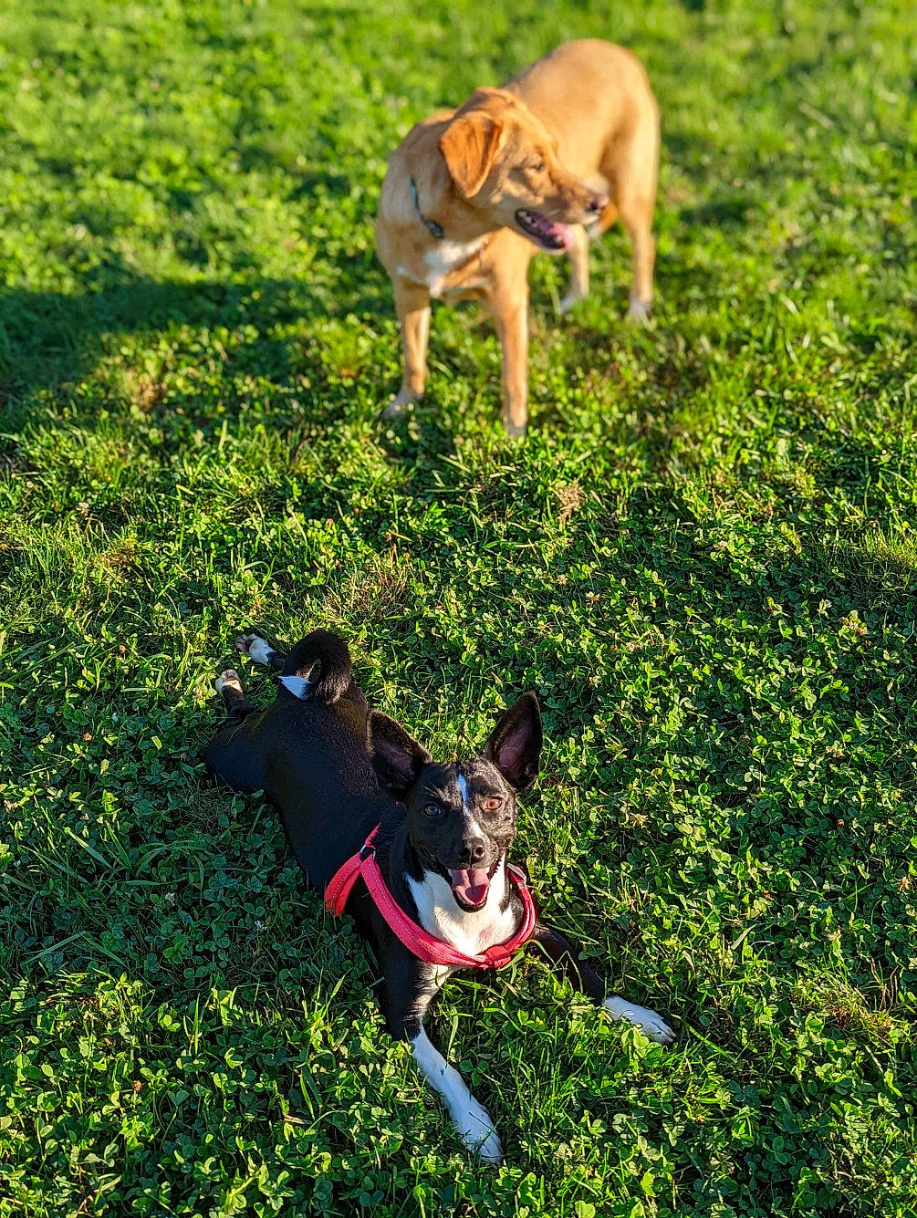 Atari is registered to the contest to win money with this photo: canidae, carnivore, companion_dog, dog, dog_breed, fawn, grass, grassland, green, groundcover, lawn, pasture, people_in_nature, plant, shadow, snout, sporting_group, tail, toy_dog, working_animal