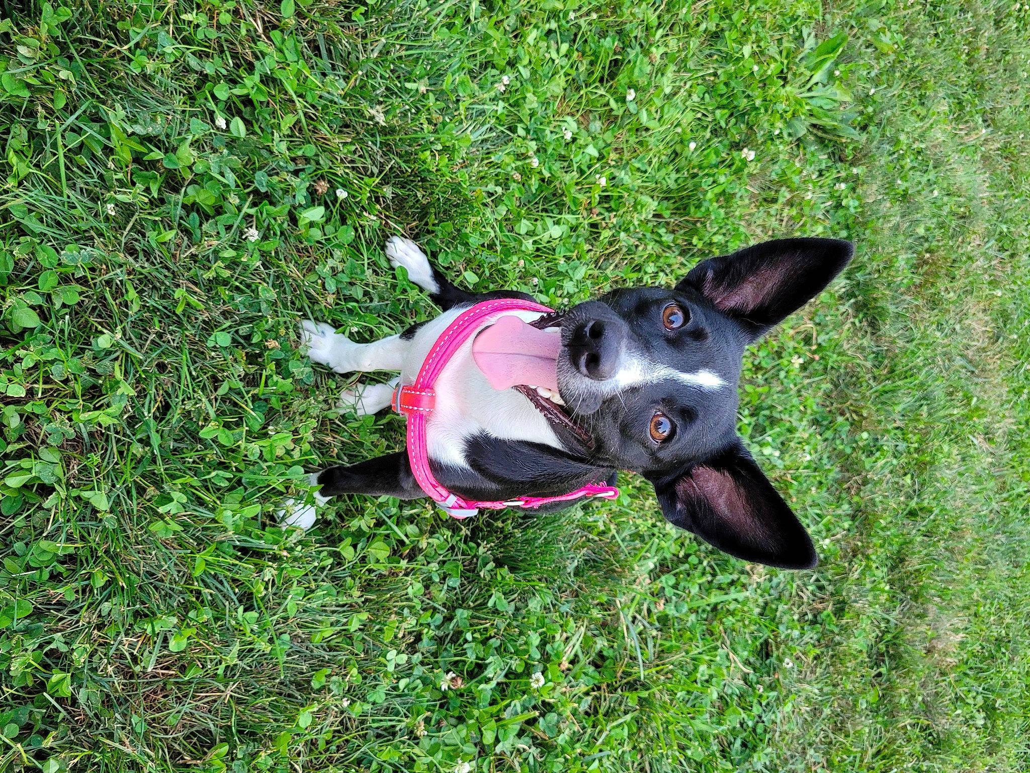 Atari joined the competition — help win amazing prizes! art, canidae, carmine, carnivore, collar, companion_dog, dog, dog_breed, dog_supply, fashion_accessory, fawn, grass, groundcover, non_sporting_group, snout, sporting_group, tail, terrestrial_animal, terrestrial_plant, working_animal