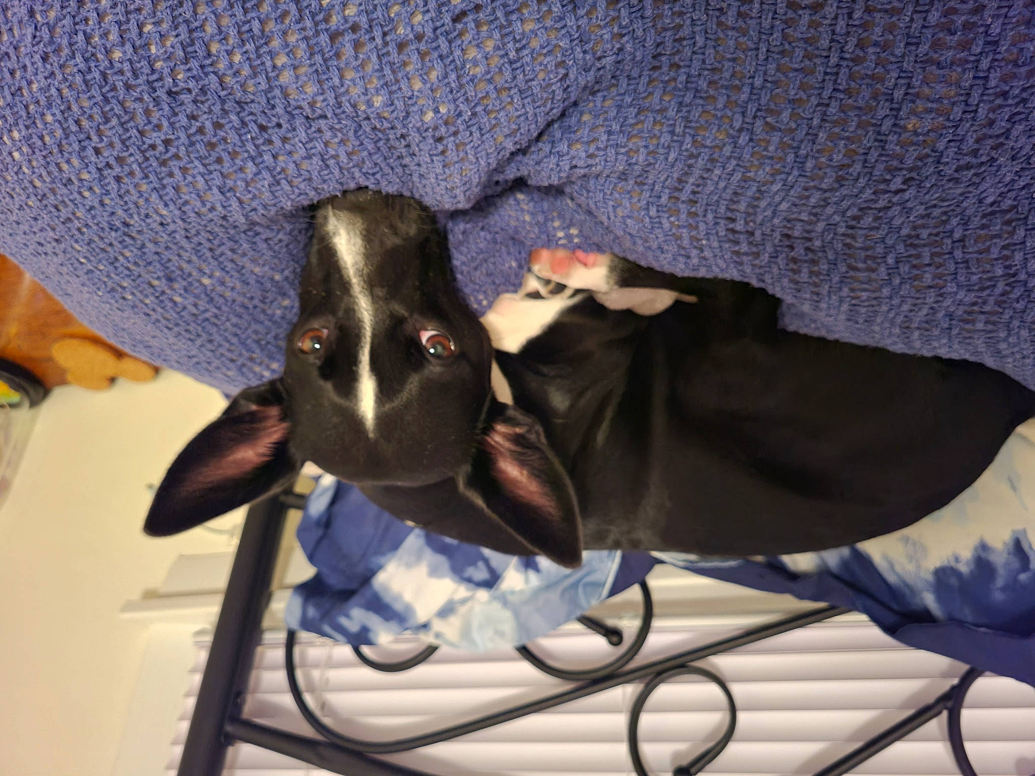 Atari is registered to the contest to win money with this photo: audio_equipment, cable, canidae, carnivore, comfort, companion_dog, dog, dog_breed, ear, felidae, fur, hat, room, small_to_medium_sized_cats, snout, sporting_group, tail, toy_dog, whiskers, wire