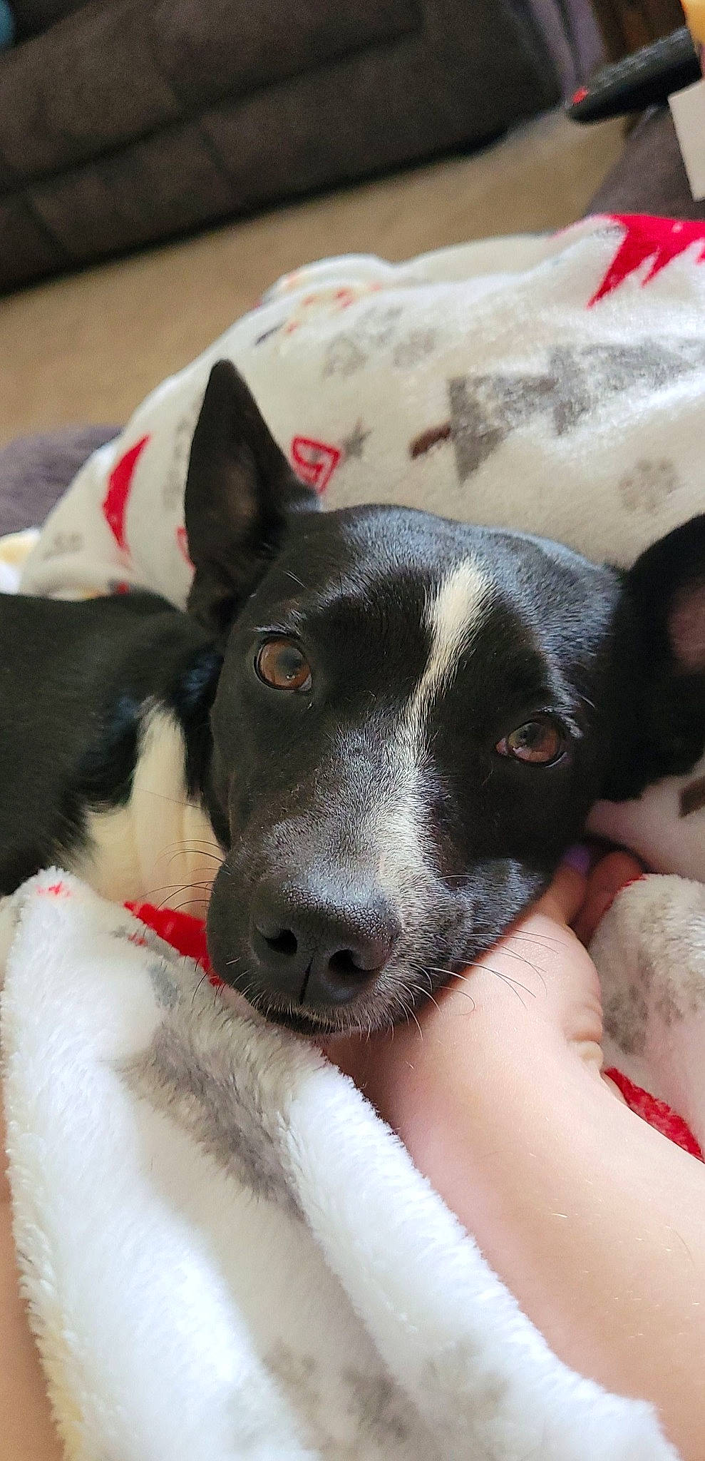 Atari is registered to the contest to win money with this photo: canidae, carmine, carnivore, collar, comfort, companion_dog, dog, dog_breed, foot, fur, nail, non_sporting_group, paw, snout, sporting_group, whiskers, working_animal