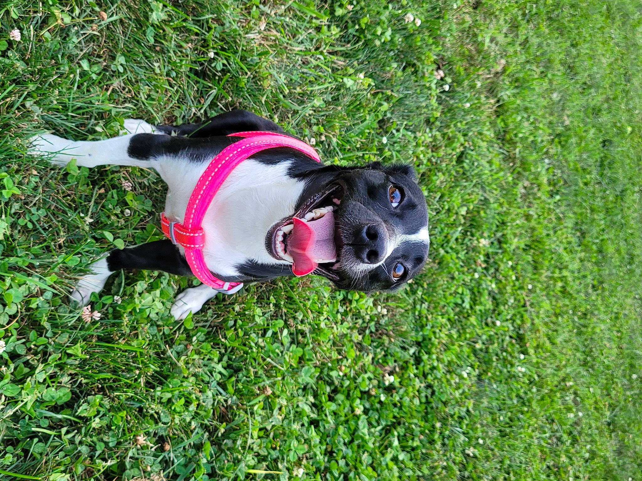 Atari joined the competition — help win amazing prizes! canidae, carmine, carnivore, collar, companion_dog, dog, dog_breed, dog_clothes, dog_collar, dog_supply, fawn, grass, groundcover, leash, pet_supply, plant, shrub, snout, sporting_group, tail