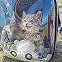 Athena participe au concours pour gagner de l'argent avec cette photo : adorable, animal, cat, closeup, container, cute, daylight, fur, furry, kitten, mouth_open, outdoor, pet, pet_carrier, playful, reflection, sand, toy, transparent_backpack, whiskers